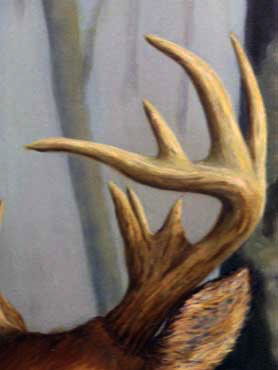 antler
